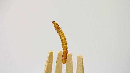 Close-up of mealworm  against  white background