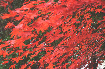 Full frame shot of red maple leaf