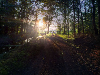 Dirt road amidst trees on sunny day