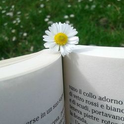 Close-up of white daisy flowers