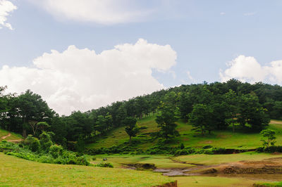 Scenic view of trees on field against sky
