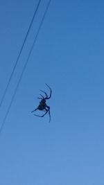 Low angle view of insect against clear blue sky