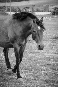 Horse standing in ranch