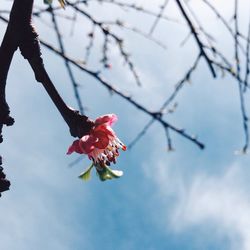 Low angle view of flowers on tree