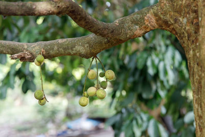 Close-up of berries growing on tree