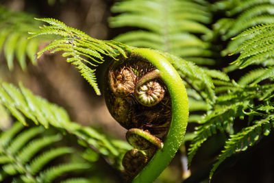 Close-up of fern growing on tree