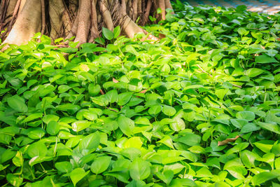 Close-up of hand holding leaves