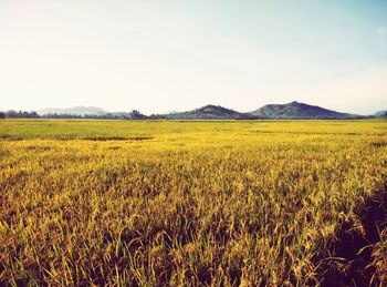 Scenic view of rural landscape