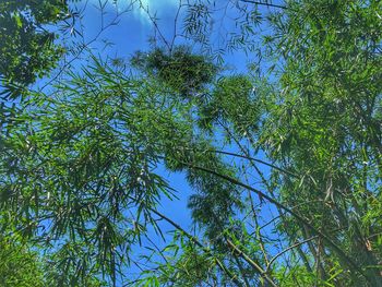 Low angle view of trees against sky