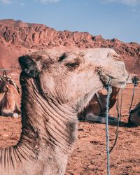 Horse in a desert