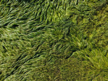 Full frame overhead view of green grass in marsh