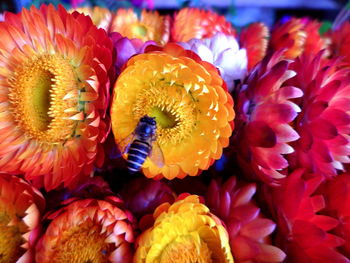 Full frame shot of yellow flower