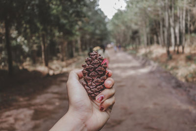 Close-up of hand holding pine cone