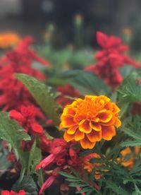 Close-up of marigold blooming outdoors