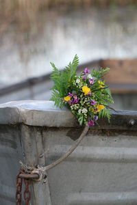 Close-up of potted plant against wall