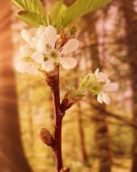 Close-up of flower tree