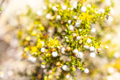 Close-up of flowering plant