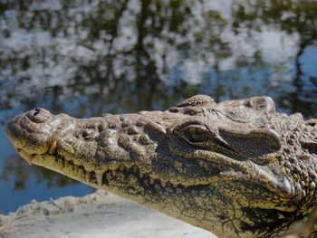 Close-up of lizard on water