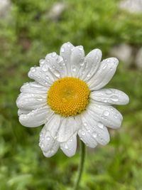 Close-up of wet flower on rainy day