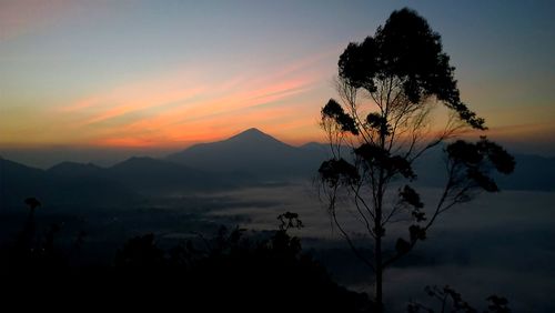 Silhouette tree against sky during sunset