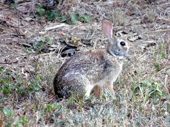 View of an animal on field
