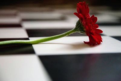 Close-up of red flower