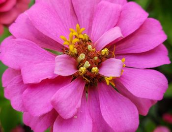 Close-up of pink flower