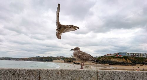 Seagull flying over sea against sky