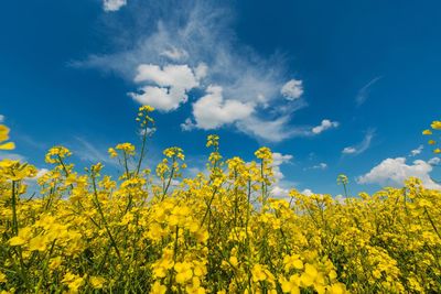 Scenic view of oilseed rape field against blue sky