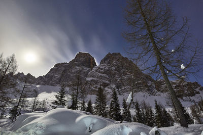 Low angle view of snow covered trees against sky