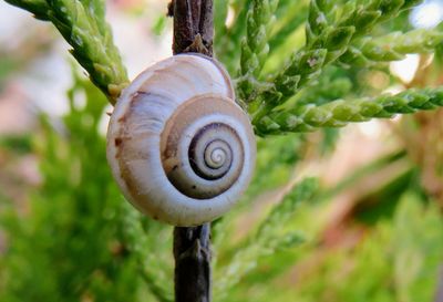 Close-up of snail on tree