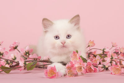 Portrait of cat by pink flowers