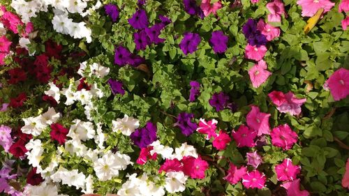 Close-up of flowers blooming outdoors