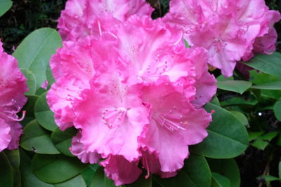 Close-up of pink flower