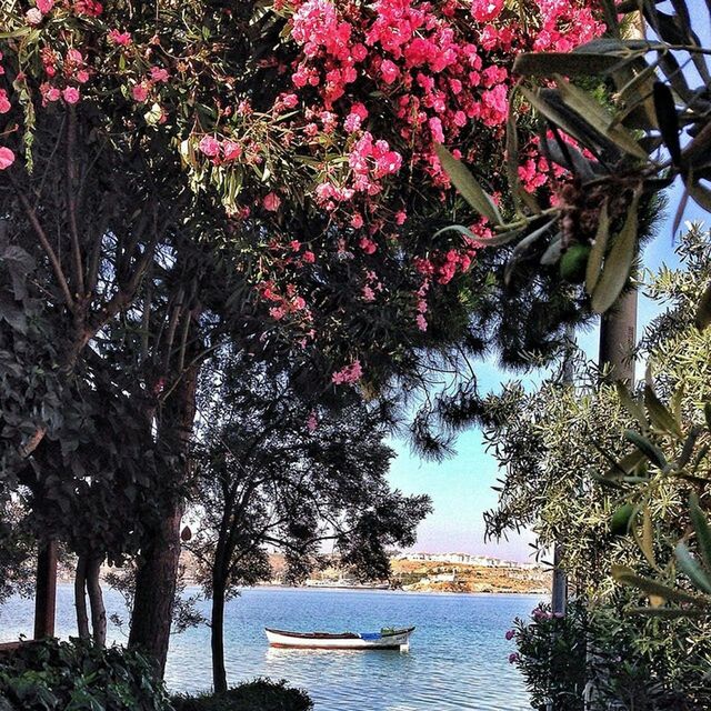 tree, growth, branch, water, nature, tranquility, beauty in nature, tranquil scene, transportation, lake, park - man made space, day, mode of transport, outdoors, tree trunk, nautical vessel, leaf, sunlight, plant, scenics