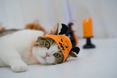 Cat with halloween costume concept during play toy