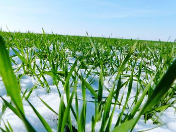 Close-up of fresh corn field against sky