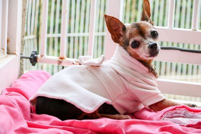 Dog looking away while sitting on bed