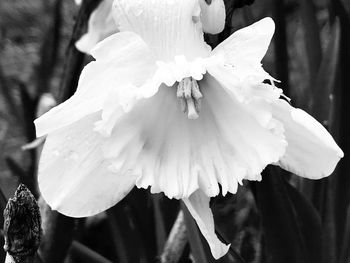 Close-up of white flower blooming outdoors