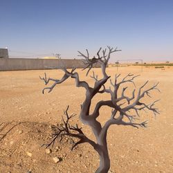 Bare tree on sand against clear sky