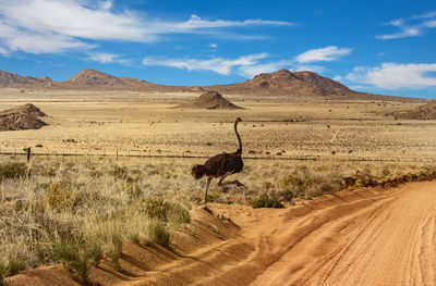 Ostrich at desert