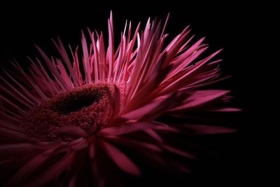 Close-up of pink flower head