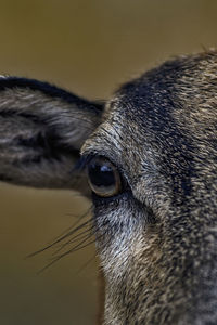 Eye of a goat