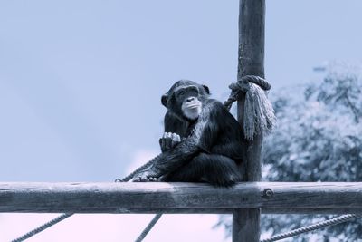 Low angle view of monkey sitting on a pole