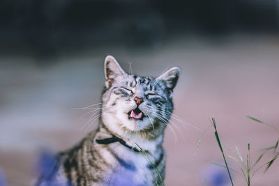 Close-up of cat with eyes closed in field