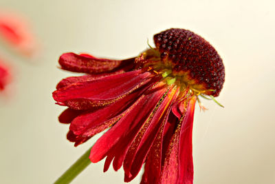 Close-up of red rose flower against white background