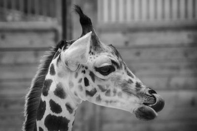 Close-up of a giraffe