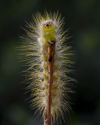 Exotic detail of yellow caterpillar with natural dark background