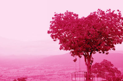 Pink cherry blossoms against sky