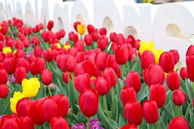 Close-up of multi colored tulips